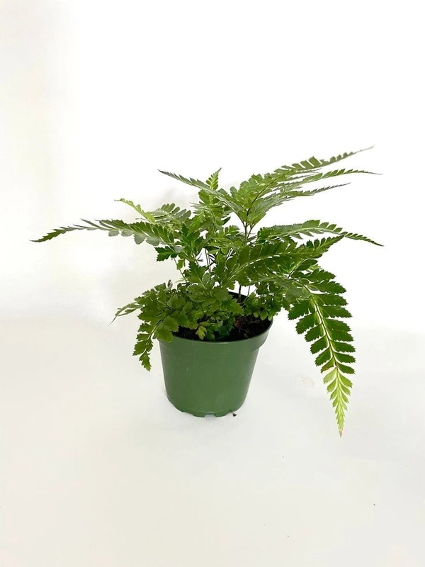 East Indian Holly Fern  - self watering pot 