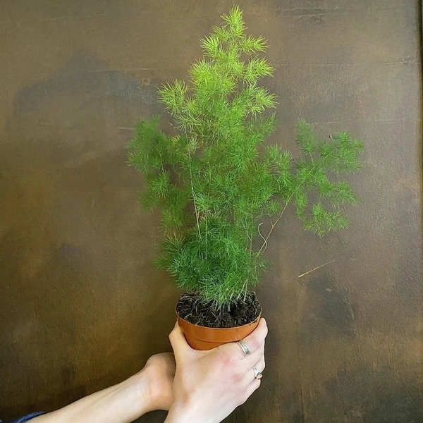 Aspragus myricoladus - brown standard pot , 0.5 - 1 feet