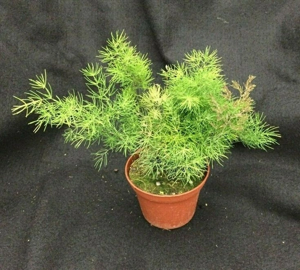 Aspragus myricoladus - brown standard pot , 0.5 - 1 feet