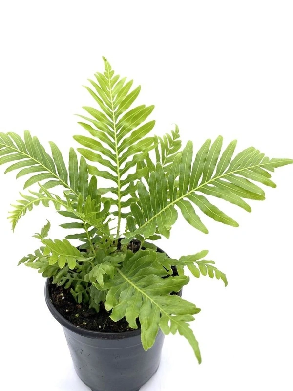 Tree Fern  - brown / Green standard pot , 12 - 16 inch