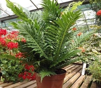 Tree Fern  - self watering pot 