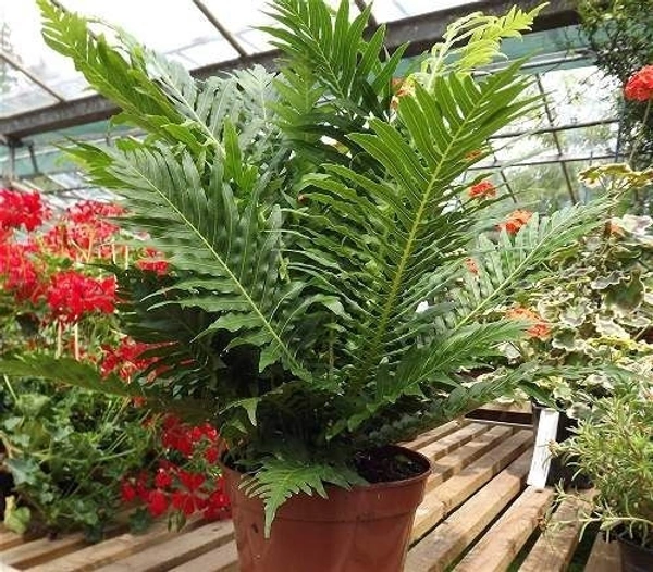 Tree Fern  - self watering pot 