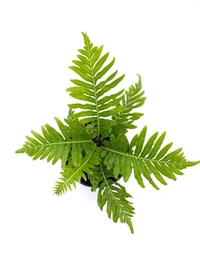 Tree Fern  - self watering pot 