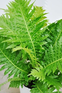 Tree Fern  - self watering pot 