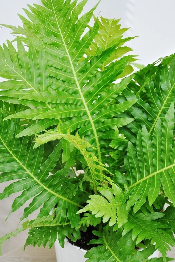 Tree Fern  - self watering pot 