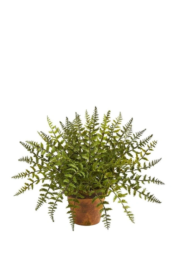 Leather Fern - brown standard pot , 12 -16 inch