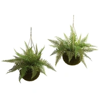 Leather Fern - brown standard pot , 12 -16 inch