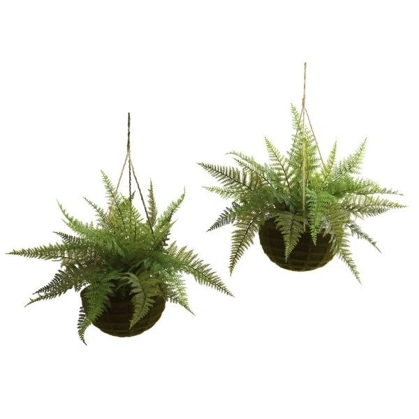 Leather Fern - brown standard pot , 12 -16 inch