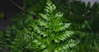 Leather Fern - brown standard pot , 12 -16 inch