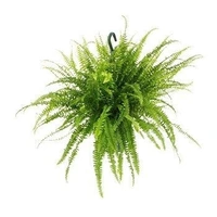 Nephrolepis exaltata  - standard hanging pot 
