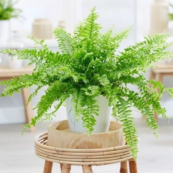 Nephrolepis exaltata  - standard hanging pot 
