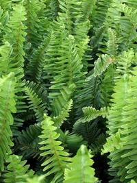 Nephrolepis exaltata  - standard hanging pot 