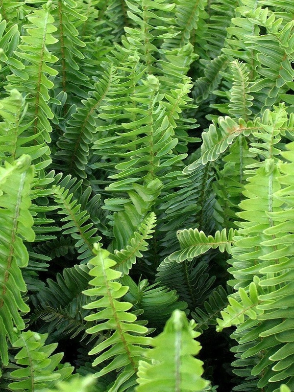 Nephrolepis exaltata  - standard hanging pot 