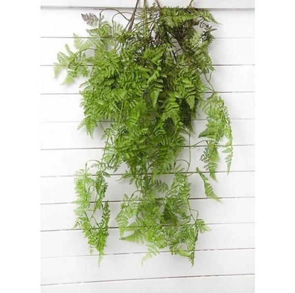 Fish Tail Fern  - standard hanging pot , 12 - 14 inch