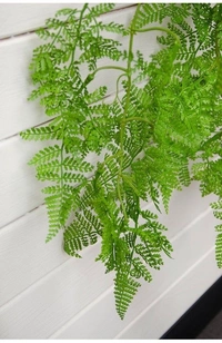 Fish Tail Fern  - standard hanging pot , 12 - 14 inch