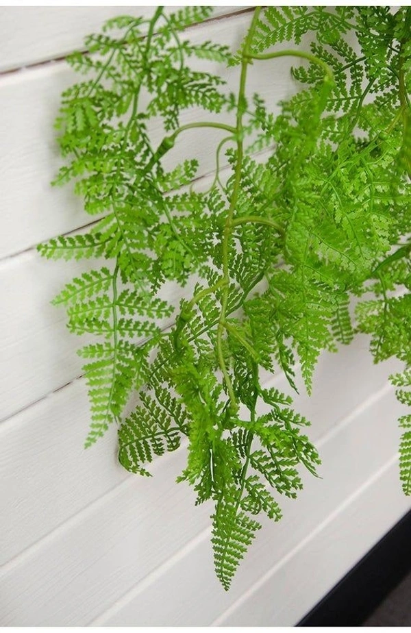 Fish Tail Fern  - standard hanging pot , 12 - 14 inch