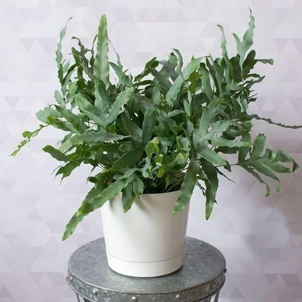 Blue Star Fern  - white standard pot 