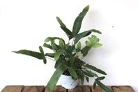 Blue Star Fern  - white standard pot 