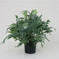 Blue Star Fern  - self watering pot 