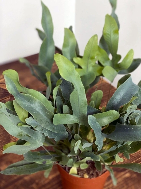 Blue Star Fern  - self watering pot 