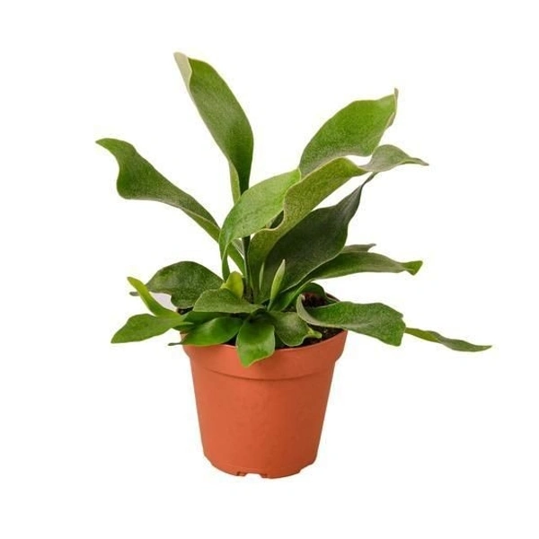 Stag Horn Fern  - white standard pot 