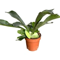 Stag Horn Fern  - self watering pot 