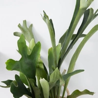 Stag Horn Fern  - self watering pot 