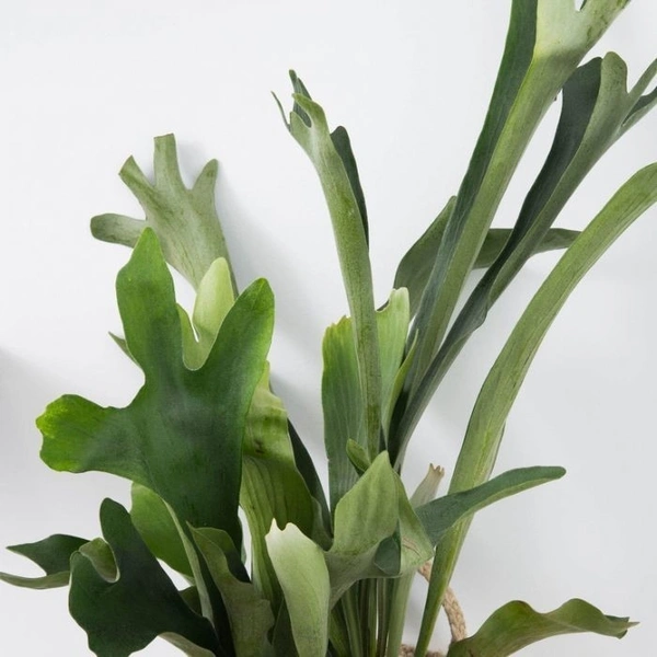 Stag Horn Fern  - self watering pot 