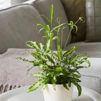 Pteris nipponica - white standard pot 