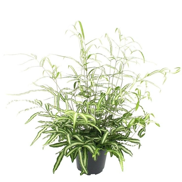 Pteris nipponica - self watering pot 