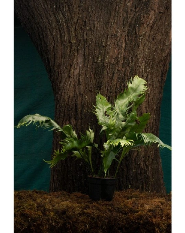 Pyrossia crestes tongue fern - 0.5 - 1 feet, black / brown  standard pot 