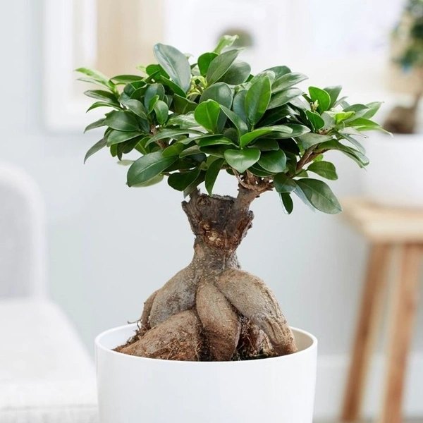 Ficus Bonsai ( 16 -  18 Inch ) - white standard pot 