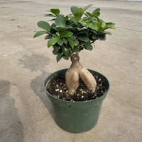 Ficus Bonsai ( 16 -  18 Inch ) - white standard pot 