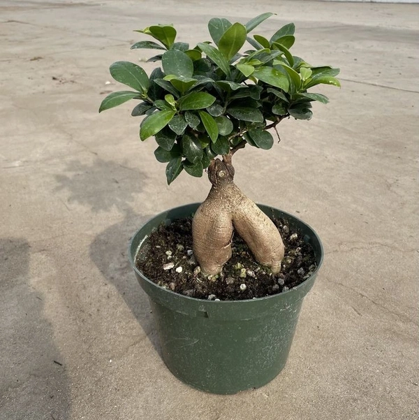 Ficus Bonsai ( 16 -  18 Inch ) - white standard pot 