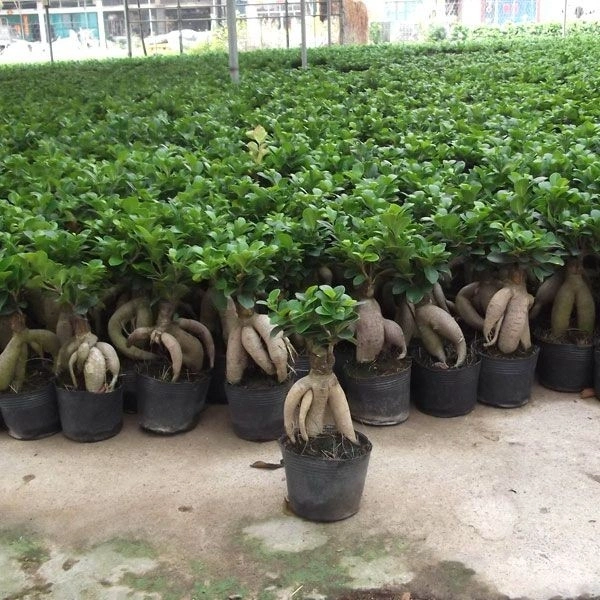Ficus Bonsai ( 16 -  18 Inch ) - white standard pot 