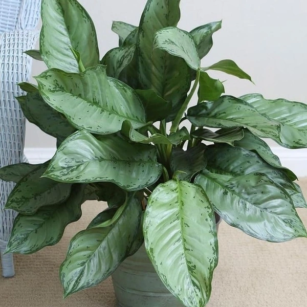 Aglaonema Ice ( Medium )  - self watering pot 