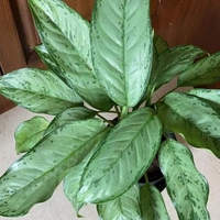 Aglaonema Ice ( Medium )  - self watering pot 