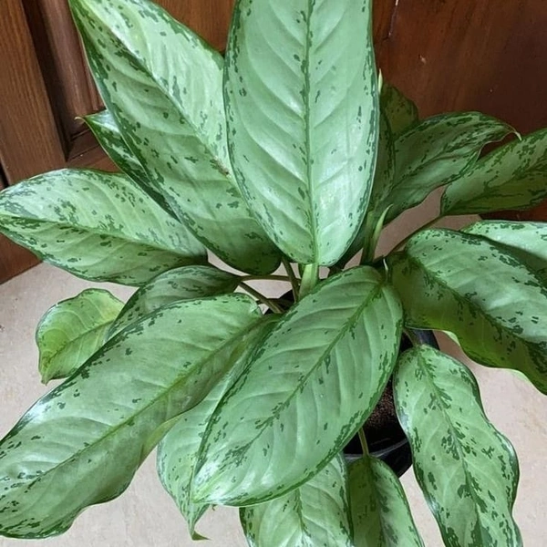 Aglaonema Ice ( Medium )  - self watering pot 