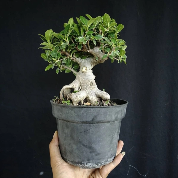 Ficus Bonsai ( Medium )  - white standard pot 