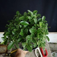 Ficus Bonsai ( Medium )  - white standard pot 