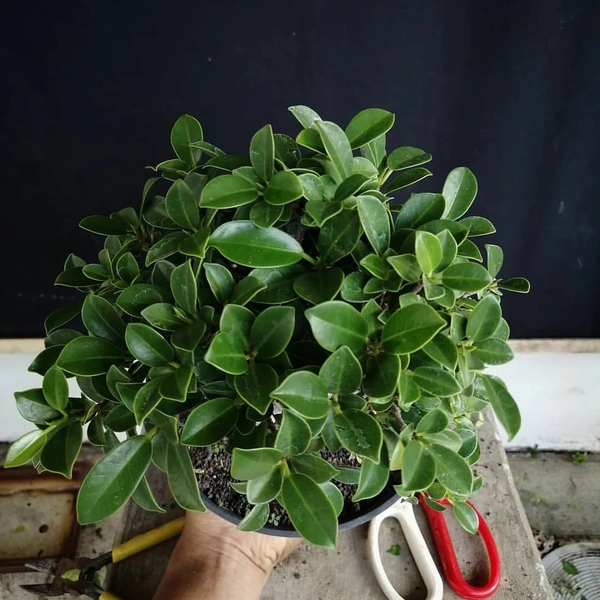 Ficus Bonsai ( Medium )  - white standard pot 