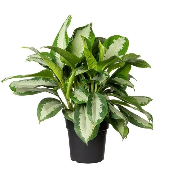 Aglaonema Manila Buety  - self watering pot , 0.5 - 1 feet 