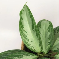 Aglaonema Manila Buety  - self watering pot , 0.5 - 1 feet 