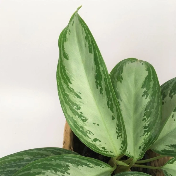 Aglaonema Manila Buety  - self watering pot , 0.5 - 1 feet 