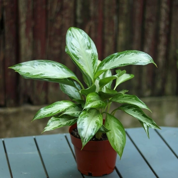 Aglaonema Silver Bey  - brown / black standard pot 