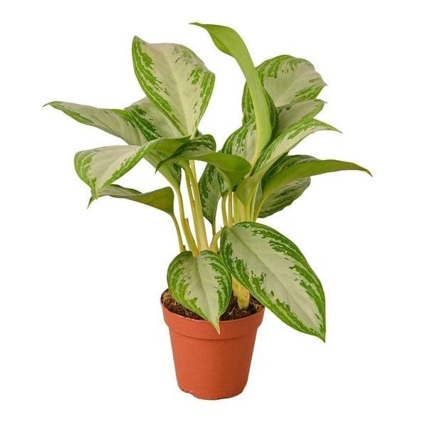 Aglaonema Silver Bey  - brown / black standard pot 