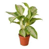 Aglaonema Silver Bey  - white standard pot 