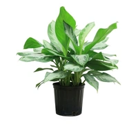 Aglaonema Silver Bey  - self watering pot , 0.5 - 1 feet