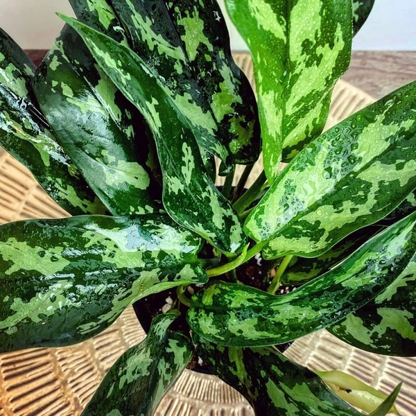 Aglaonema emerald beauty - brown / black standard pot , 15 - 18 inch