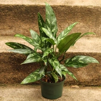 Aglaonema emerald beauty - self watering pot 